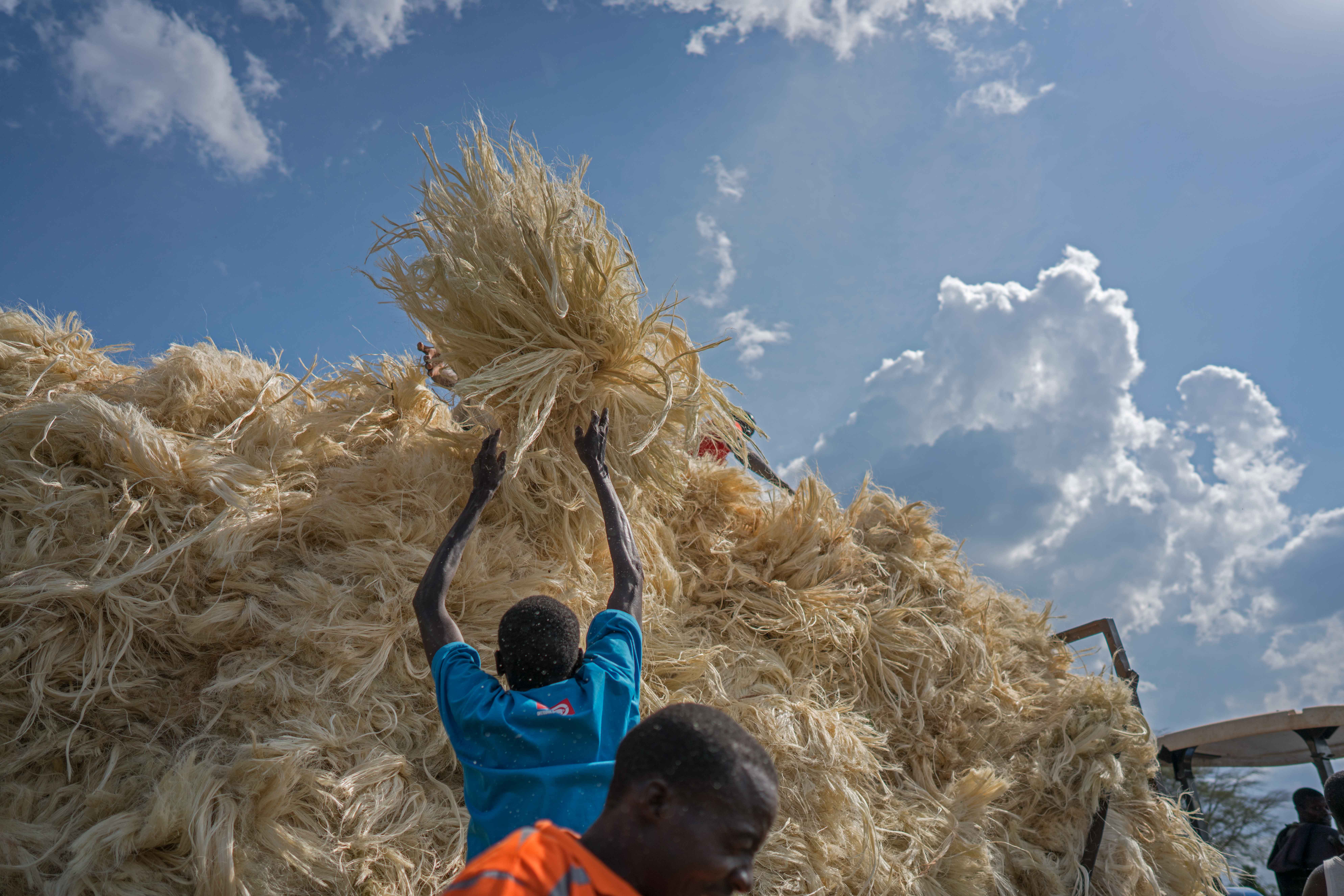 Workers process the sisal fibres