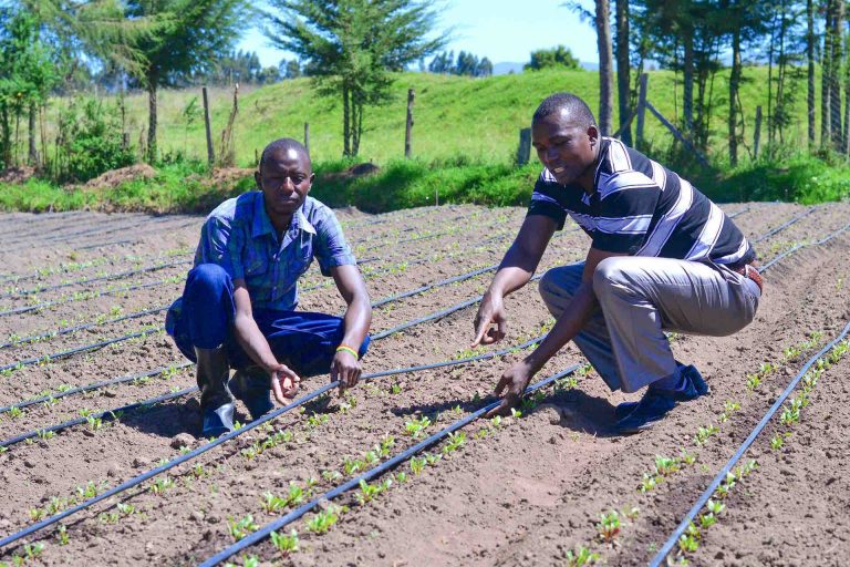 Laut SunCulture sind 83 Prozent der 5,4 Millionen Hektar Ackerland in Kenia auf Bewässerungs- und Pumpentechnik angewiesen. (Copyright: SunCulture)