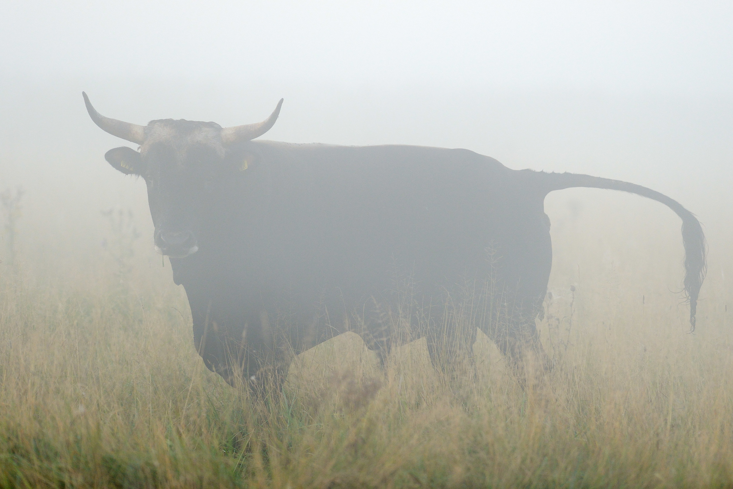 Bull of second generation crossbreeds at the Tauros/Aurochs breeding site in the Netherlands. Photo: Staffan Widstrand/Rewilding Europe