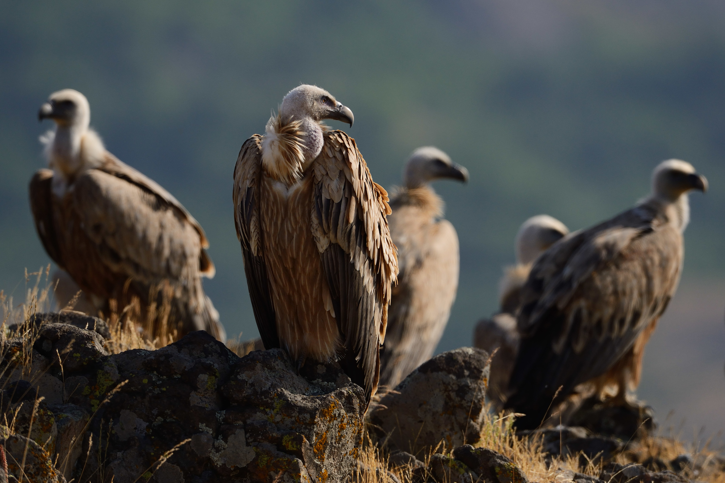 Griffon vultures in Rhodope mountains. Photo: Staffan Widstrand/Rewilding Europe