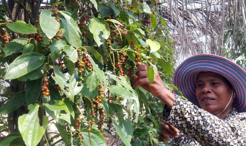 Almost €80 million in EU investment to modernise Cambodia’s agricultural sector and to boost farmers’ access to domestic and global markets 