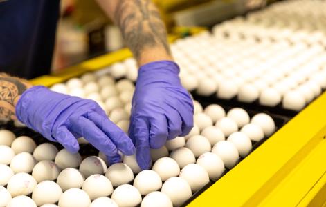 Netherlands: InvestEU - EIB lends €40 million to In Ovo to stop culling of male chicks