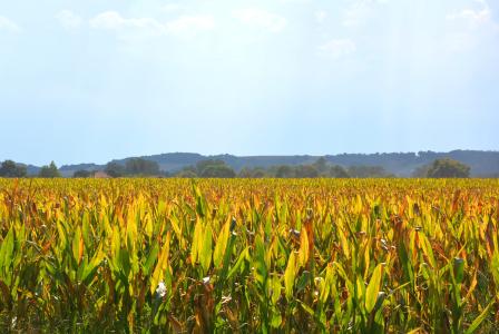 EURALIS RDI Programme