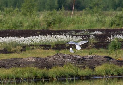 New Rewilding Europe Capital loans to enable transformative rewilding projects in Finland and Portugal 