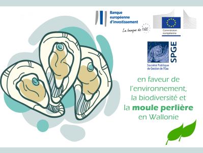 Freshwater Pearl Mussel in rivers in Wallonia 