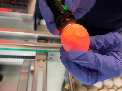 Netherlands: InvestEU - EIB lends €40 million to In Ovo to stop culling of male chicks