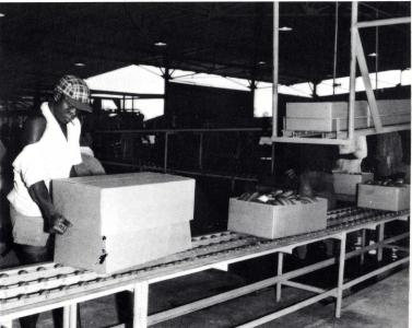 Support to the Côte d'Ivoire’s packaging industry to facilitate the export of the country
