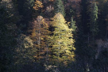 Supporting forest rehabilitation, afforestation, erosion control and forest fire-fighting activities in Turkey through the Ministry of Environment and Forestry (MoEF).

