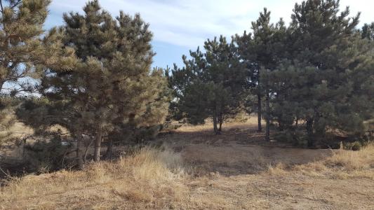 Inner Mongolia Forestry Project - Site visit (the project land where the trees will be planted, if the loan is approved, signed and disbursed
