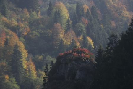 Supporting forest rehabilitation, afforestation, erosion control and forest fire-fighting activities in Turkey through the Ministry of Environment and Forestry (MoEF).
