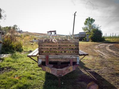 Modernisation of Moldova’s horticultural sector
