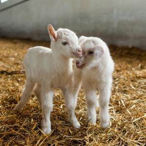 Tetiana 2011 is a farming enterprise whose profile includes crop farming, horticulture as well as goat farming. Its brand Zinka is one of the best companies in the goat farming industry in Ukraine owning 2700 goats and producing dozens of varieties of cheese and fermented dairy products and they aim at further enhancing consumer culture in this sector among Ukrainians. The EIB Group financing was used for the payment of taxes and salaries, as well as the purchase of key supplies like fuel and lubricants, crop protection agents, and spare parts.
