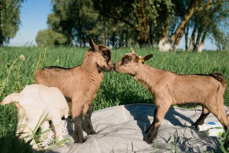 Tetiana 2011 is a farming enterprise whose profile includes crop farming, horticulture as well as goat farming. Its brand Zinka is one of the best companies in the goat farming industry in Ukraine owning 2700 goats and producing dozens of varieties of cheese and fermented dairy products and they aim at further enhancing consumer culture in this sector among Ukrainians. The EIB Group financing was used for the payment of taxes and salaries, as well as the purchase of key supplies like fuel and lubricants, crop protection agents, and spare parts.
