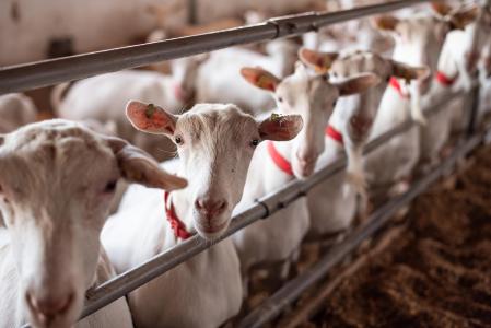 Tetiana 2011 is a farming enterprise whose profile includes crop farming, horticulture as well as goat farming. Its brand Zinka is one of the best companies in the goat farming industry in Ukraine owning 2700 goats and producing dozens of varieties of cheese and fermented dairy products and they aim at further enhancing consumer culture in this sector among Ukrainians. The EIB Group financing was used for the payment of taxes and salaries, as well as the purchase of key supplies like fuel and lubricants, crop protection agents, and spare parts.
