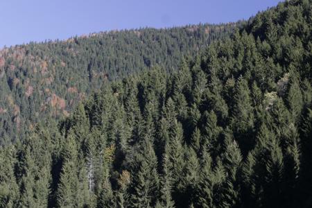 Supporting forest rehabilitation, afforestation, erosion control and forest fire-fighting activities in Turkey through the Ministry of Environment and Forestry (MoEF).
