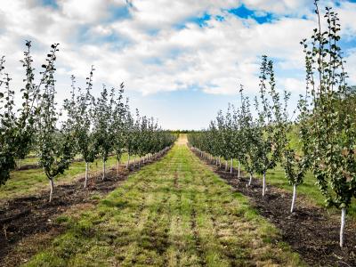 Modernisation of Moldova’s horticultural sector
