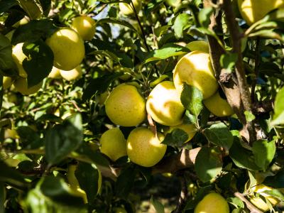 Modernisation of Moldova’s horticultural sector
