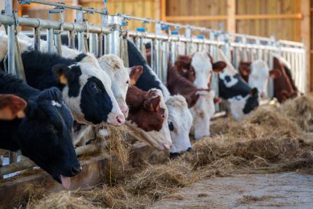 France: EIB backs Sodiaal, France’s largest dairy cooperative