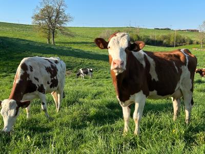 France: EIB backs Sodiaal, France’s largest dairy cooperative