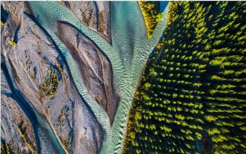 River flowing next to Pine forest
