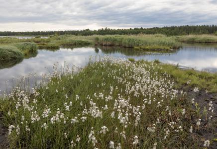 New Rewilding Europe Capital loans to enable transformative rewilding projects in Finland and Portugal 
