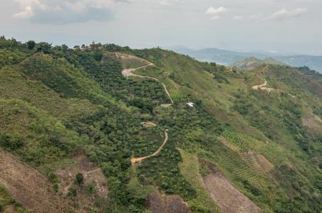 Reforesting degraded land in Latin America to combat climate change