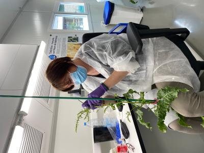 Florimond Desprez Climate Resilient Seeds