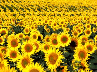 EURALIS RDI Programme