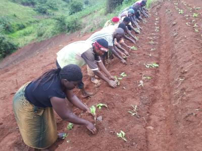 Kulima - Risk Sharing Facility Ecobank