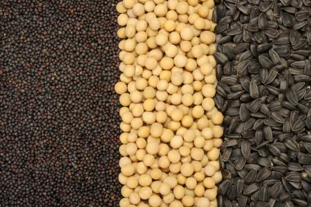 France : la BEI et Avril finalisent un prêt de € 50 millions pour financer la recherche dans la protéine végétale et les matériaux biosources