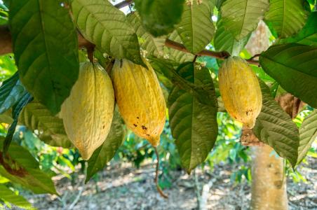 Participation in the Althelia Climate Fund, an investment fund that invests in projects aiming at reducing carbon emission, through tackling deforestation, and supporting sustainable and certified agricultural commodities around the world, with a focus on Africa and Latin America