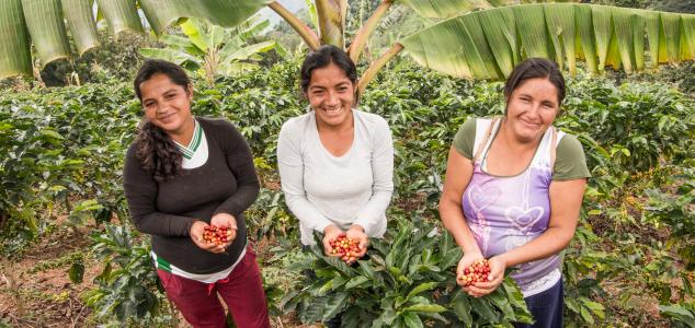 Reforesting degraded land in Latin America to combat climate change