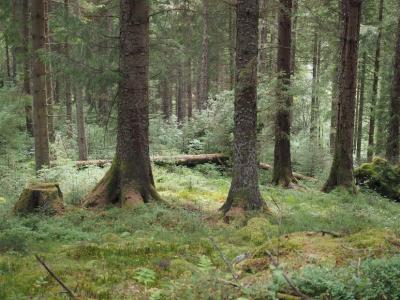Natural Capital Financing Facility backing continuous forest cover practices in Ireland