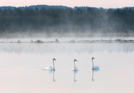 New Rewilding Europe Capital loans to enable transformative rewilding projects in Finland and Portugal 