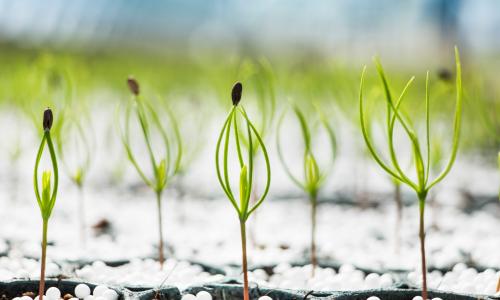 Sweden expo - Ostrand mill expansion and forestry