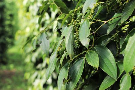 Almost €80 million in EU investment to modernise Cambodia’s agricultural sector and to boost farmers’ access to domestic and global markets 