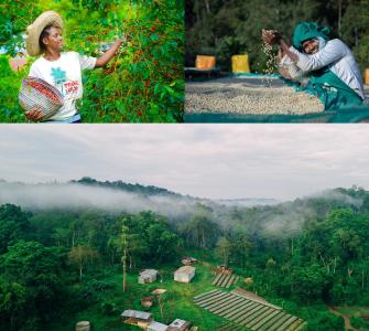 Tega & Tula Coffee Farm is located in the Kefa Zone, approximately 460 km southwest of Addis Ababa. The bank has provided financing to support the expansion of their export business.