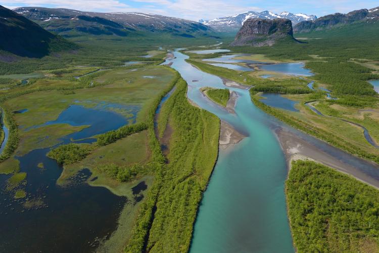 Rewilding Europe