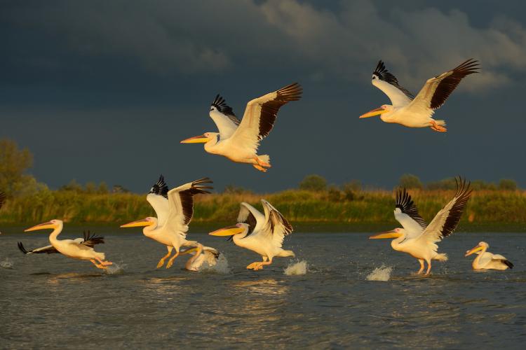 Rewilding Europe