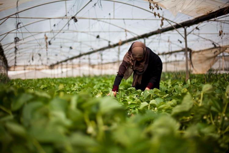 FATEN Palestine Microfinance Loan