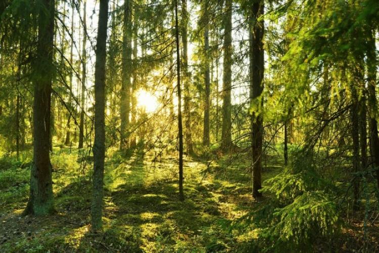 Forest
