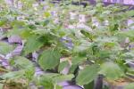EIB and FIND back innovative plant-based reagent manufacturing in Africa to fight COVID-19 and other endemic diseases 