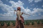 Migotiyo Plantations, sisal farm located in Kenya’s Rift Valley Province, funded by a local bank under the East & Central Africa PEFF II for SMEs & mid-caps facility
