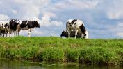 Cows grazing in a field