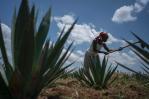 Migotiyo Plantations, sisal farm located in Kenya’s Rift Valley Province, funded by a local bank under the East & Central Africa PEFF II for SMEs & mid-caps facility
