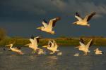 White pelicans, Pelecanus onocrotalus, Danube delta rewilding area, Romania
