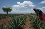 Migotiyo Plantations, sisal farm located in Kenya’s Rift Valley Province, funded by a local bank under the East & Central Africa PEFF II for SMEs & mid-caps facility
