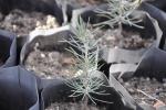 Supporting forest rehabilitation, afforestation and erosion control activities in Turkey during the period 2014-15 through the Ministry of Forestry and Water Works
