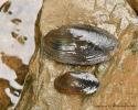 Freshwater Pearl Mussel in rivers in Wallonia 