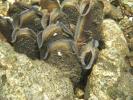 Freshwater Pearl Mussel in rivers in Wallonia 